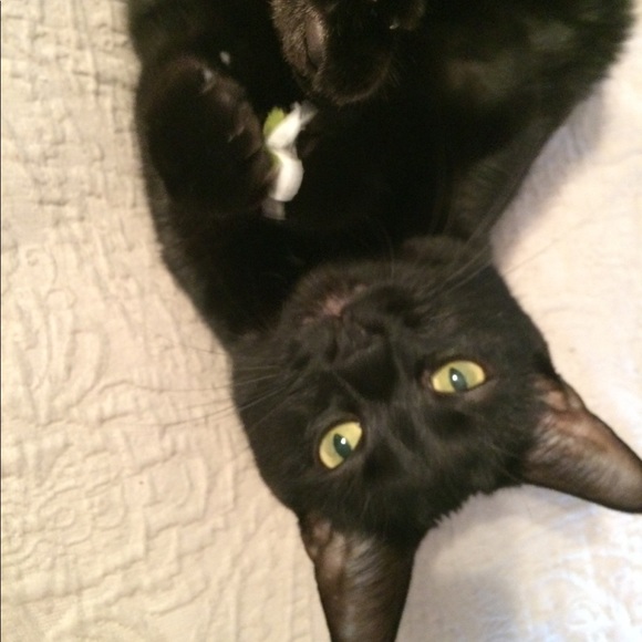 Meet your Posher, Amy - Picture 4 of 5